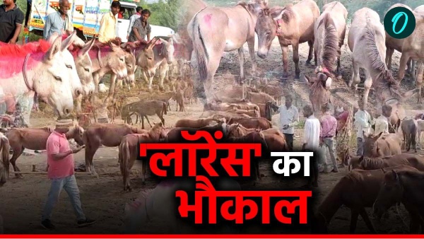 Lawrence is expensive in Chitrakoot donkey fair