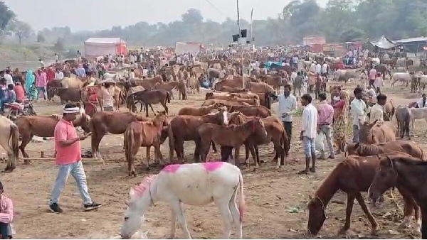 Lawrence is expensive in Chitrakoot donkey fair