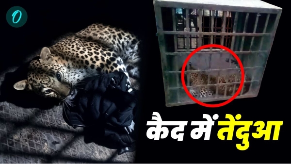 Leopard rescue in Bandhavgarh Tiger Reserve