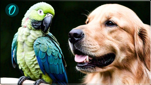 pashu-pakshi-ki-janganana-in-varanasi