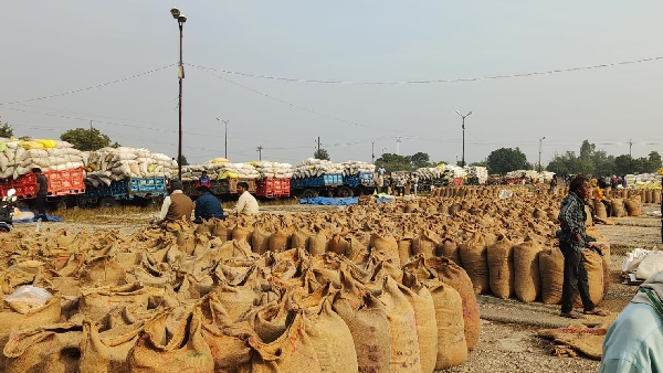 MSP dhaan kharidi Madhya Pradesh