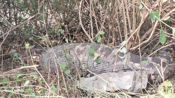 Satna python hunted a dog Satna python hunted a dog