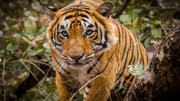 Ranthambore Tiger Reserve Rajasthan