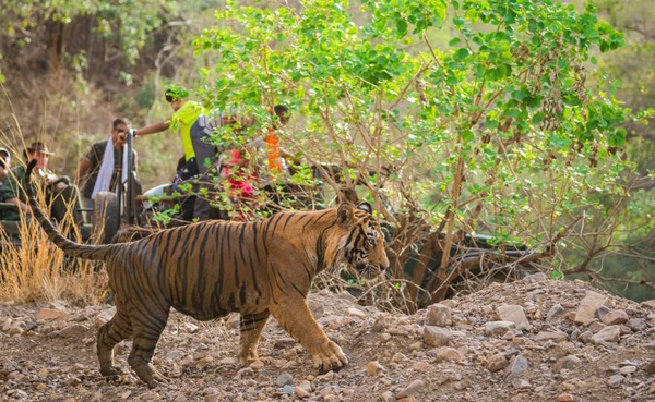 Ranthambore Tiger Reserve Rajasthan