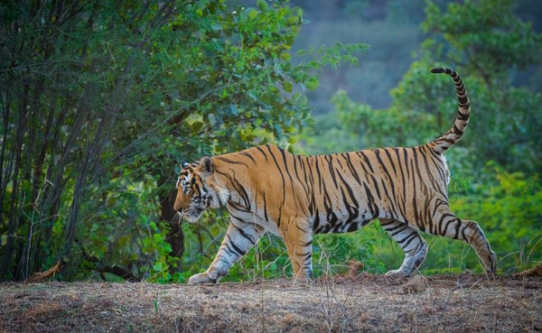 Ranthambore Tiger Reserve Rajasthan