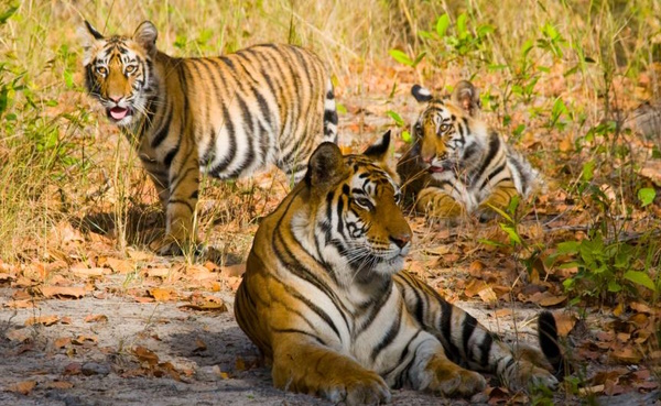 Ranthambore Tiger Reserve Rajasthan