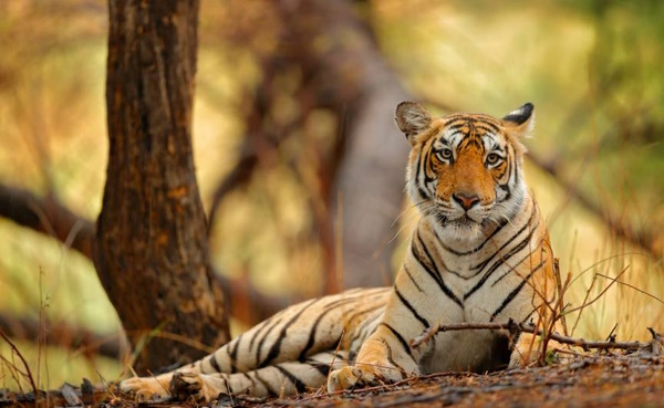 Ranthambore Tiger Reserve Rajasthan
