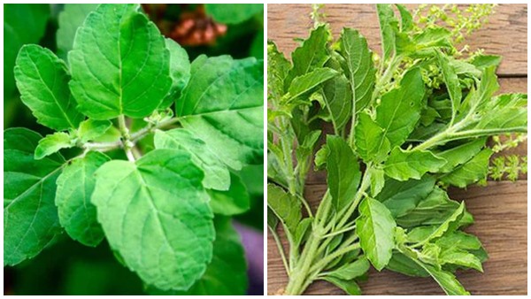 Tulsi ke Patte
