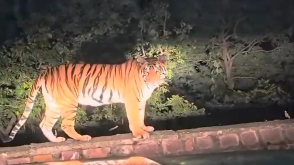 Tiger strayed from Singhori Sanctuary of Raisen Forest Department on alert in Dimada village
