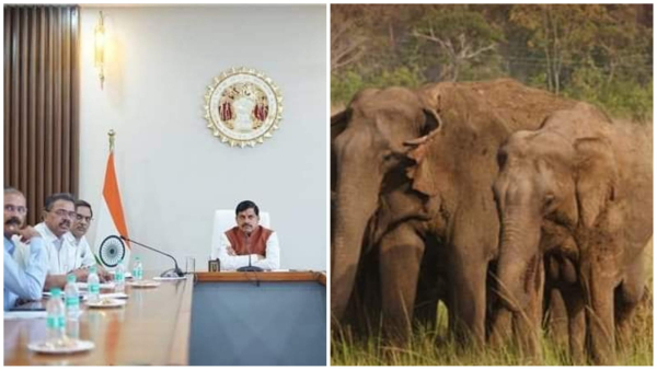 Pesticide not used in Kodo crop how did the elephant incident happen in Bandhavgarh CM Mohan Yadav