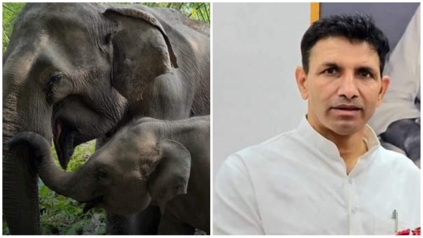 MP Congress President Jitendra Patwari gave a big statement on the incident of 10 elephants