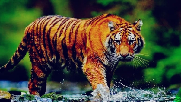 Movement of tiger on Kerava Road Forest Department bans movement in the area