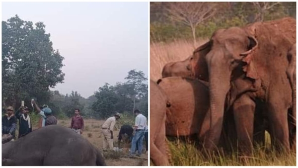 Forensic report reveals the mysterious incident of 10 elephants in Bandhavgarh acid found in Kodo millet