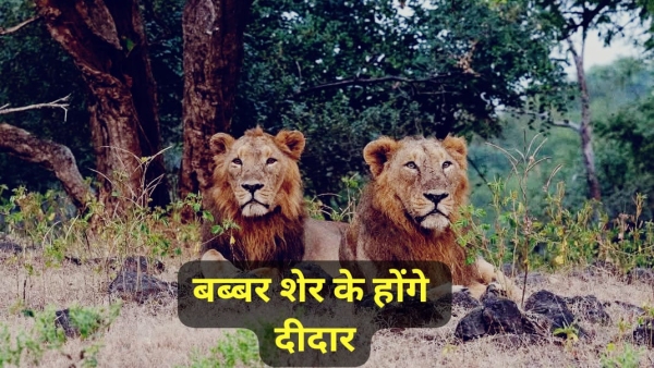 Van Vihar Pair of lions brought from Junagadh Gujarat in MP Breeding program