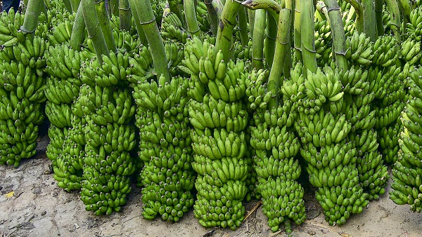 Monkey Fight at Samastipur Station Causes Disruption to Train Services Bihar news in hindi