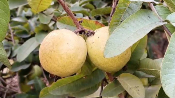 Bihari Bagh Allahabadi Safeda Guava Maihar