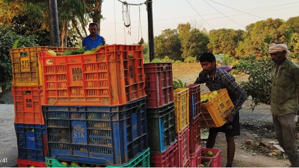 Bihari Bagh Allahabadi Safeda Guava Maihar