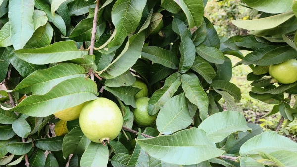 Bihari Bagh Allahabadi Safeda Guava Maihar