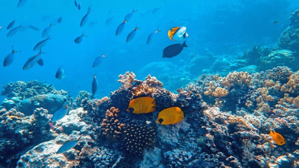 deep sea mission deep sea mission