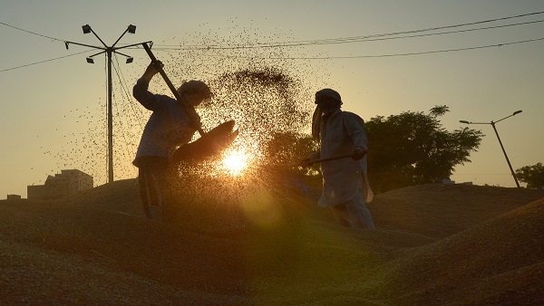 Good news for gaya farmers this company will supply DAP fertilizer relief in planting wheat crop