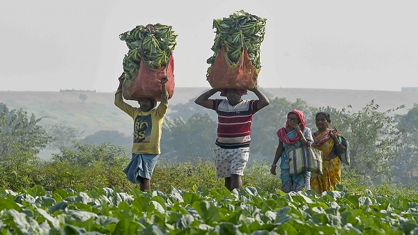 Bihar Farmers News