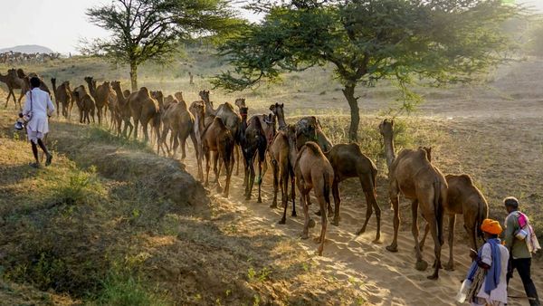 Camel Rajasthan