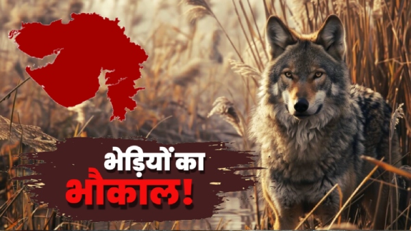 Gujarat Wolves Census