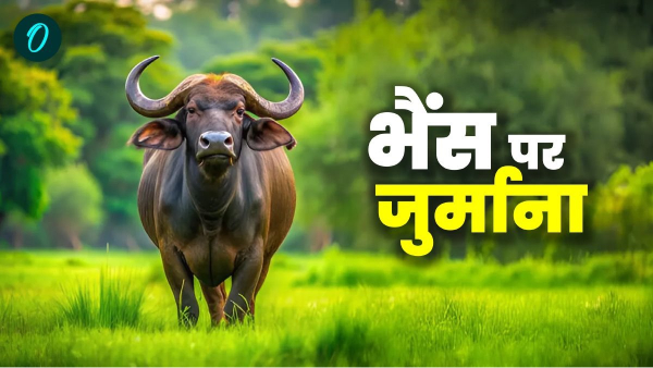 Gwalior News Malik fined because of buffalo