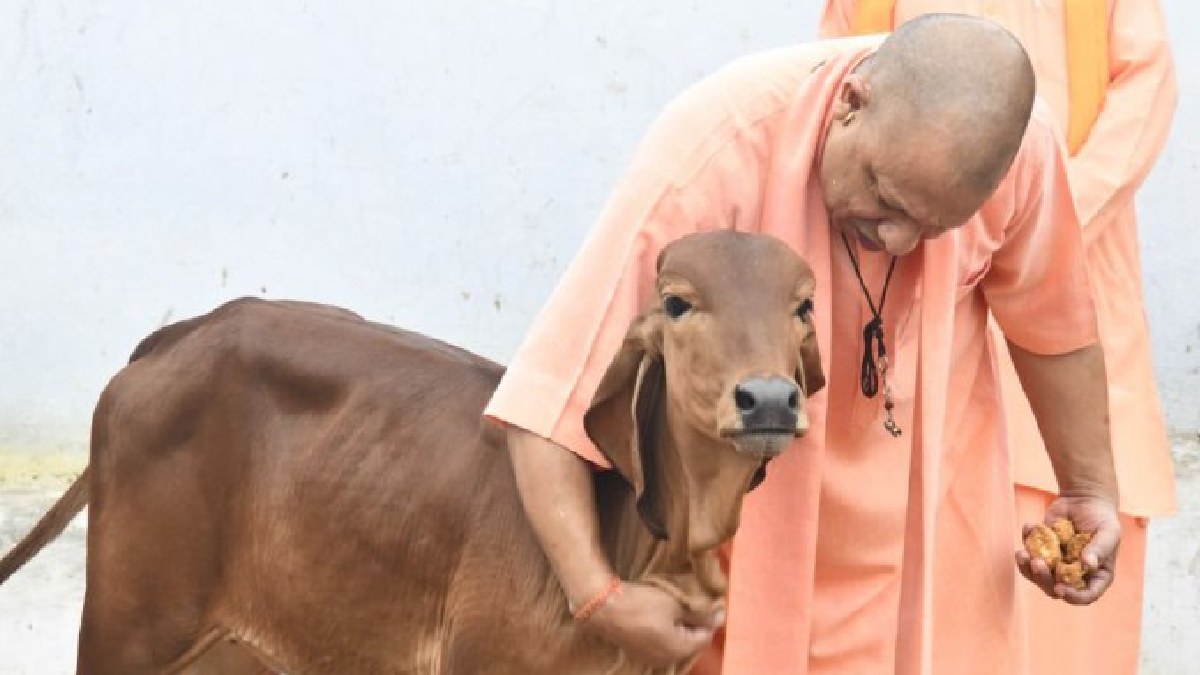 UP News: रंग ला रही है योगी सरकार की गोसंरक्षण और गोसंवर्धन की पहल, नंबर वन  बनेगा यूपी | up news cm yogi special effort for cow milk production in  uttar pradesh -