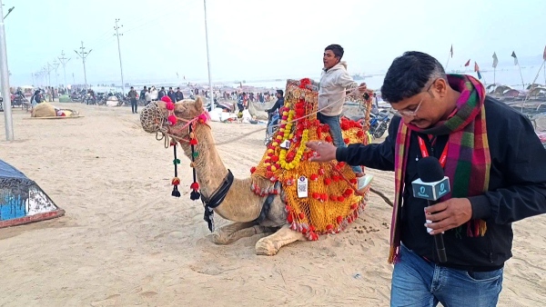 Camel in Maha Kumbh 2025 Camel in Maha Kumbh 2025
