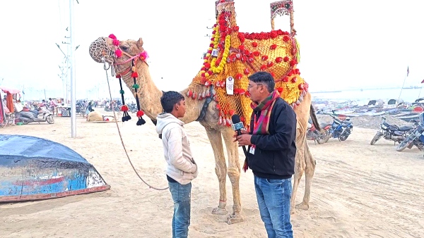Camel in Maha Kumbh 2025 Camel in Maha Kumbh 2025