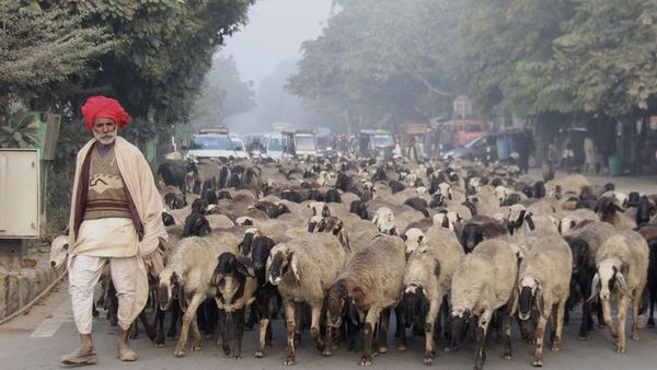 Cold Wave Alert In Rajasthan