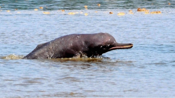 river dolphin river dolphin