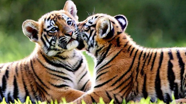 tiger cubs