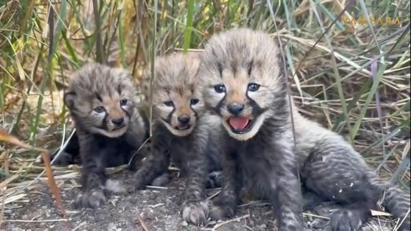 Vantara Project Tiger Swara gave birth