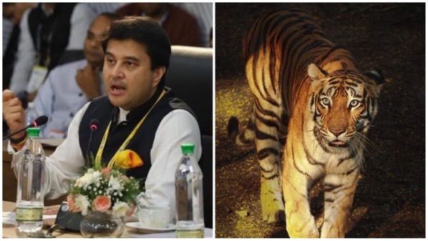 Minister Jyotiraditya Scindia hard work Shivpuri Madhav National Park got 2 tigers