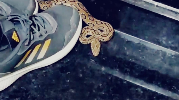 Russell Viper snake sitting near shoes in the house was rescued by a snake friend Russell Viper snake sitting near shoes in the house was rescued by a snake friend