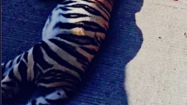 tigress-dies-in-road-accident-as-ratapani-tiger-reserve-is-inaugurated-by-cm-mohan-yadav