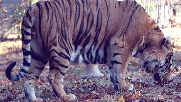 tigress-dies-in-road-accident-as-ratapani-tiger-reserve-is-inaugurated-by-cm-mohan-yadav