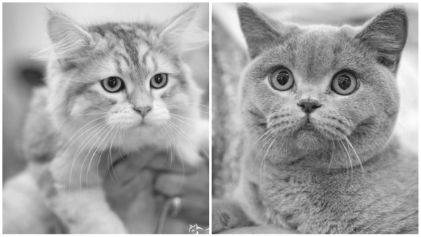 Cat Show 300 cats took part cats worth up to Rs 5 lakh were seen Cat Show 300 cats took part cats worth up to Rs 5 lakh were seen