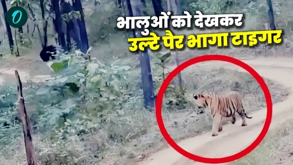 Exciting scene in Satpura Tiger Reserve Tiger changed path due to fear of bears