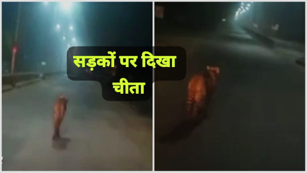 After 3 days Cheetah Air changed its location entered Sheopur city buffer zone of Kuno