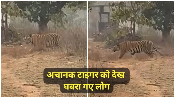 Tiger suddenly appears people saved from being hunted in Raisen Chiklod forest