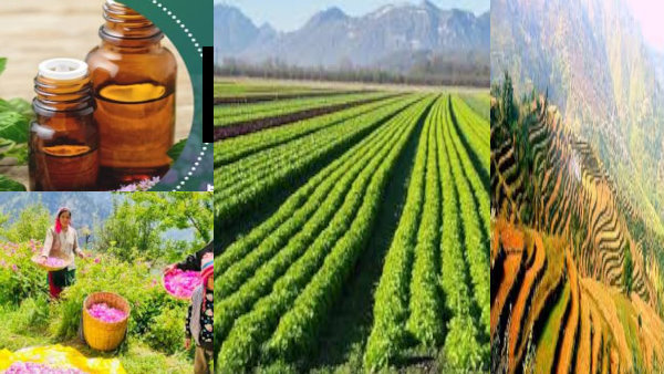 Farmers benefit Aroma Park become source of income employment know what Aroma Valley what benefits