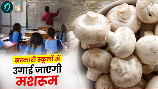 Mushrooms will grown in government schools of Uttarakhand know where and why what are its benefits Mushrooms will grown in government schools of Uttarakhand know where and why what are its benefits