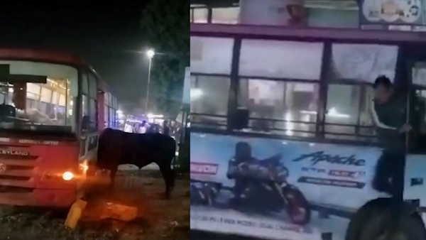 Bull enters low-floor bus in Jaipur