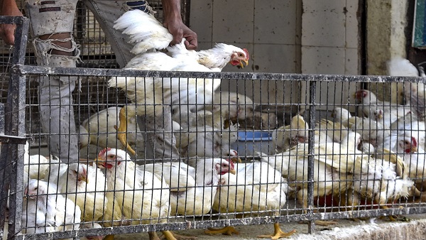 Bird Flu