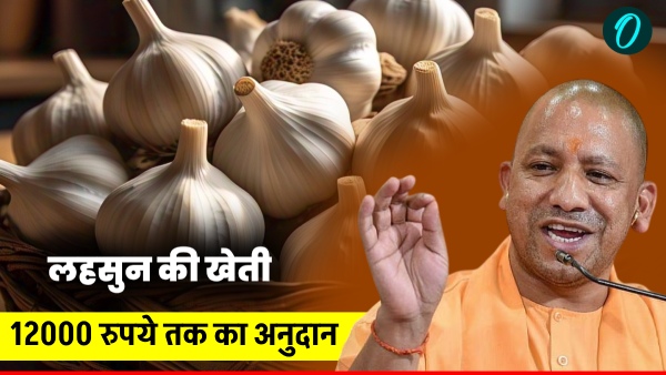 up-garlic-farming-lahsun-krishi-yojana up-garlic-farming-lahsun-krishi-yojana
