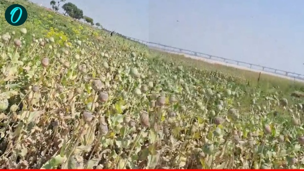 varanasi-news-uttar-pradesh-opium