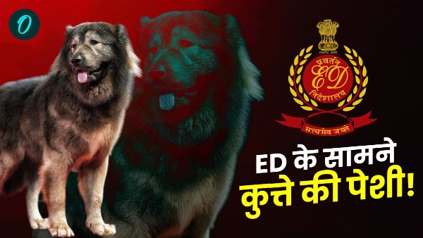 50 Crore Wolfdog